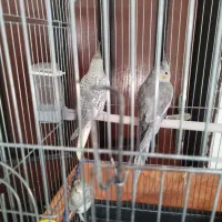 عروس هلندی نر ۵ ماهه سالم و مست مست|پرنده|قروه, |دیوار