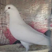 سه عددکفتر پرشتی