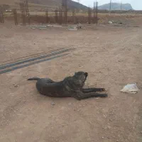 سگ افغان ماده