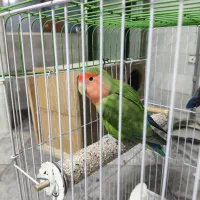 طوطی برزیلی مولد با بچه دو عدد|پرنده|پاکدشت, پاکدشت (مامازند)|دیوار