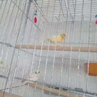 قناری نرو ماده خوب مست اماده تخم|پرنده|خورموج, |دیوار