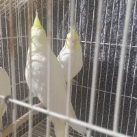 عروس هلندی لوتینو ،یکساله|پرنده|دامغان, |دیوار