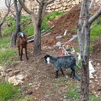 بز و بزغاله