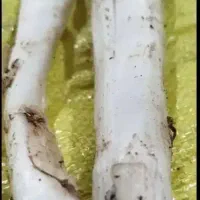 کنگر آب دار