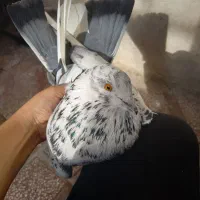 کفتر فروش فوری