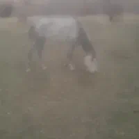 اسب مادیان|اسب و تجهیزات اسب‌سواری|نظر کهریزی, |دیوار