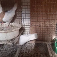 طوقی نروماده