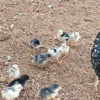 جوجه مرغ و خروس گلین|حیوانات مزرعه|شیراز, شهرک گلستان|دیوار