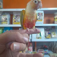 طوطی گرینچیک سوپر رام و سخنگو اسمش فلفل|پرنده|قائم‌شهر, |دیوار