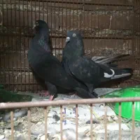 کبوتر کله ای تاپ‌سیاه قدیمی