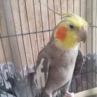 عروس هلندی سخنگو نر