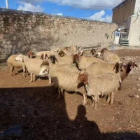 میش وبره|حیوانات مزرعه|کرمانشاه, |دیوار