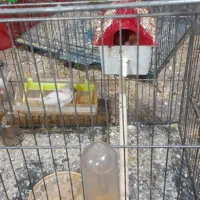 فنج کار جفت هستند