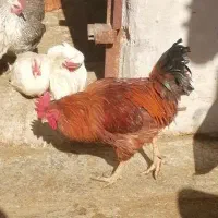 فروش خروس محلی|حیوانات مزرعه|مرودشت, کناره|دیوار