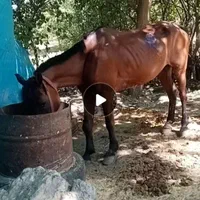 اسب فروشی