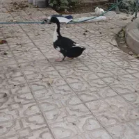 گمشده