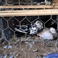یک جفت کبوتر.|پرنده|رباطکریم, رباطکریم|دیوار