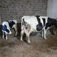 گاو و گوساله|حیوانات مزرعه|قره پشتلو, |دیوار