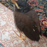 مرغ مینا سالم و سرحال دستی