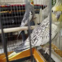 عروس هلندی  جفت|پرنده|رباط‌کریم, کاظم‌آباد|دیوار