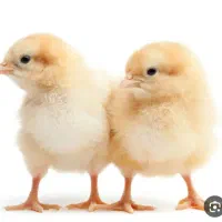 کارگر مرغداری گوشتی