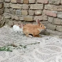 خرگوش ماده و نر