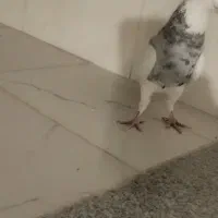 طوقی نر الماسی|پرنده|لردگان, |دیوار