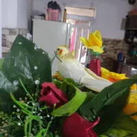 عروس هلندی گمشده