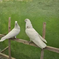 کبوتر خارجی بلند پرواز