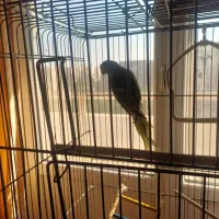 طوطی ملنگو|پرنده|بندرعباس, |دیوار