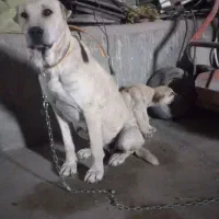 سگ نروماده نگهبان