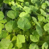 نهال کدو|گل و گیاه طبیعی|گنبد کاووس, |دیوار