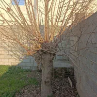 فروش ۴ اصله درخت|خدمات باغبانی و درختکاری|گنبد کاووس, |دیوار