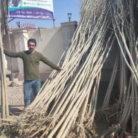 نهال صنوبر سریع‌الرشد نیگرا ترکیه|خدمات باغبانی و درختکاری|خرم‌آباد, |دیوار