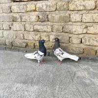 کبوتر کله ای