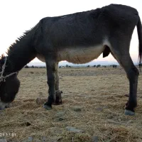 دو تا خر تمیز نر