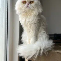 فروش پرشین نر موبلند