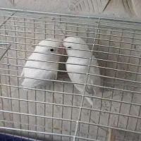 یک جفت کوتوله برزیلی سفید|پرنده|رفسنجان, |دیوار