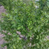 زمین باغی|فروش دفتر صنعتی، کشاورزی، تجاری|حبیب آباد, |دیوار