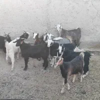 فروش بز غاله چاق وخوشگل|حیوانات مزرعه|جوادآباد, |دیوار