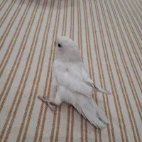 طوطی برزیلی آماده