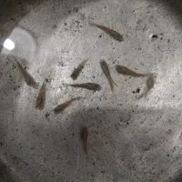 11عدد ماهی کپی نر