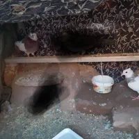 جفت طوق هفت رنگ