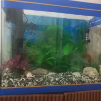 آکواریوم شرکتی نو با لوازم کامل