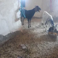 دوعد بز جوان چاق|حیوانات مزرعه|خواف, |دیوار