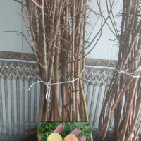 نهال دوساله|خدمات باغبانی و درختکاری|مراغه, |دیوار