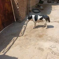 سگ ماده