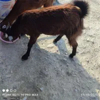 بز فروشی|حیوانات مزرعه|راسک, |دیوار