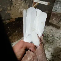 رنگه کلکسیونی پرشی|پرنده|چناران, |دیوار