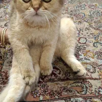 گربه اسکاتیش ۳ماهه|گربه|تبریز, |دیوار